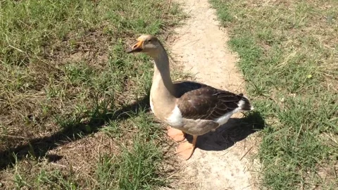 Gray &amp; Brown big Bird goose Anser caerulescens walks on grass &amp; shakes its head Stock Footage 167966908