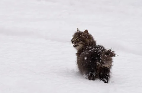 Gray-brown cat running through the snow in winter Stock Photos
