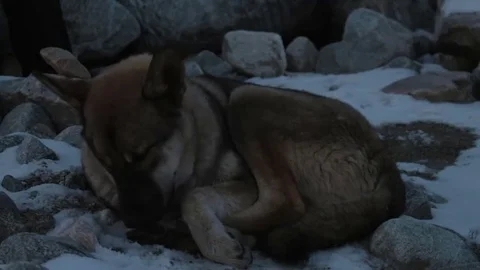 Gray-brown dog lying in the snow and licking paws Stock Footage 69247763