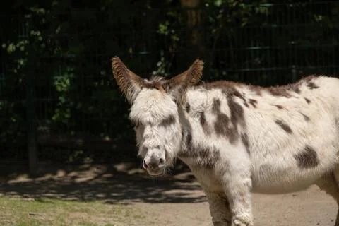 Gray brown donkey is looking Stock Photos