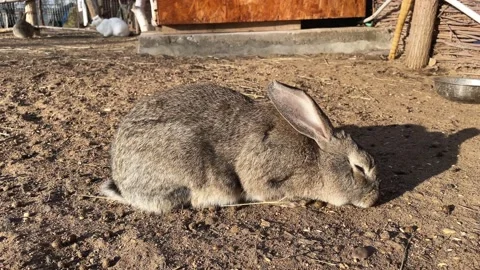 A gray brown fluffy rabbit runs on the ground and eats. Cute and beautiful hare Stock Footage 227924394