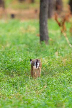 A gray-brown hare run in green grass 스톡 사진