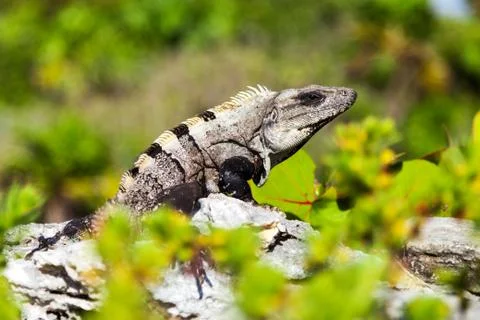 Gray-Brown Iguana Stock Photos
