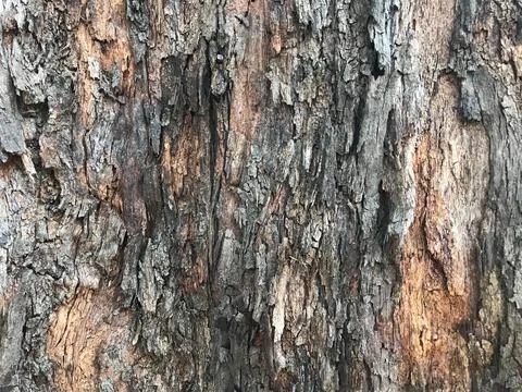 Gray-brown old tree with its amazing texture and pattern Stock Photos