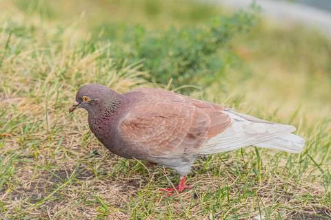 A gray-brown pigeon on a grassymoss patch amidst an urban backdrop, wings fol Stock Photos