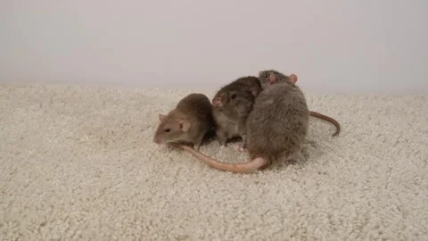Gray brown rat on the carpet. Stock Footage 297548845