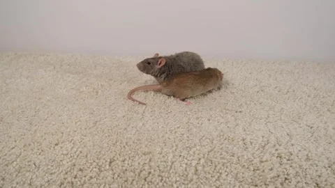 Gray brown rat on the carpet. Stock Footage 297548854
