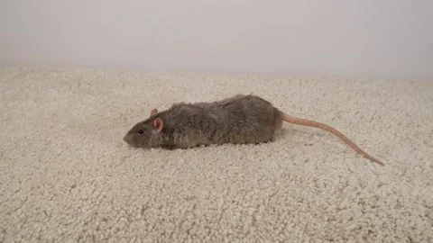 Gray brown rat on the carpet. Stock Footage 297548855