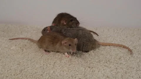 Gray brown rat on the carpet. Stock Footage 297548856