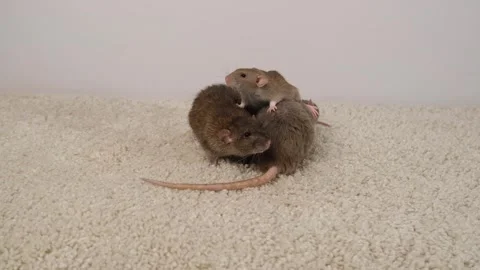 Gray brown rat on the carpet. Stock Footage 297548857