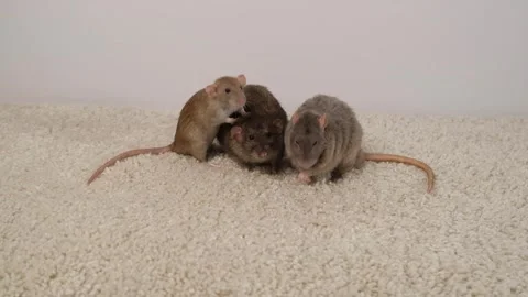 Gray brown rat on the carpet. Stock Footage 297548889