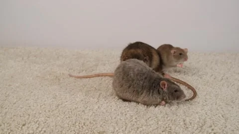 Gray brown rat on the carpet. Stock Footage 297548890