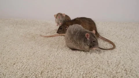 Gray brown rat on the carpet. Stock Footage 297548891