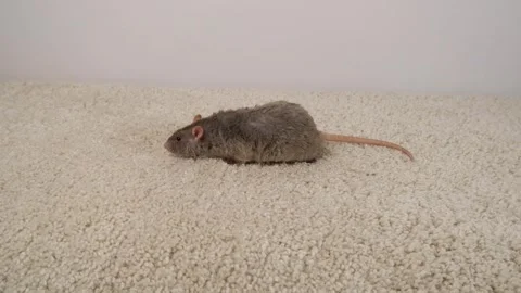 Gray brown rat on the carpet. Stock Footage 297548895