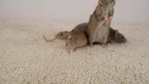 Gray brown rat on the carpet. Stock Footage 297548903
