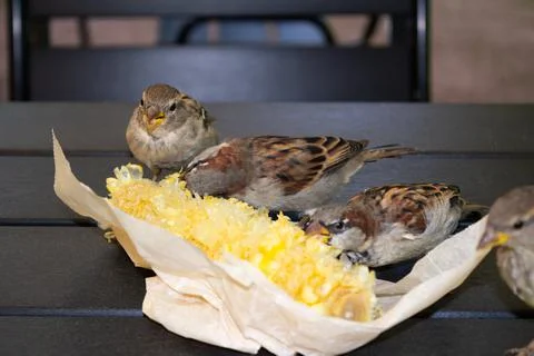 Gray brown sparrows pecking corn in paper packaging on wooden table outdoor Stock Photos