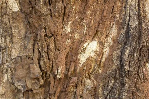 Gray brown tree bark closeup. natural rough surface texture Foto stock