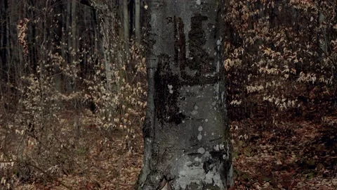 Gray, brown tree bark. Spring in the forest. Stock-Footage 231721997