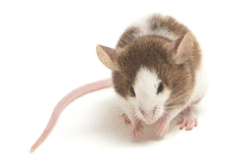Gray Brown white mouse isolated on white background Stock Photos