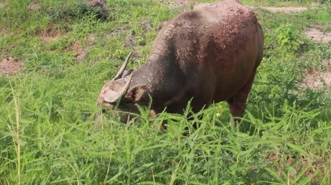 Gray buffalo eating grass in a field on the background Stock-Footage 55405957
