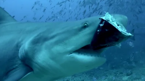 Gray bull shark eats from hands of diver underwater ocean of Tonga. 動画素材 105722850