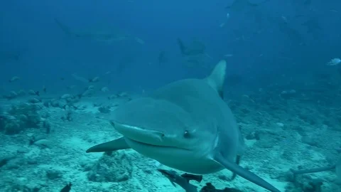Gray bull shark eats from hands with diver underwater ocean of Tonga. 動画素材 105722861
