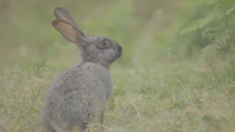 Gray bunny in the Countryside 스톡 동영상 103309001