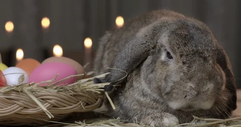 Gray bunny holland lop on easter festive desk. Stock Footage 125843361