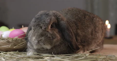Gray bunny holland lop on easter festive desk. Stock Footage 230068829