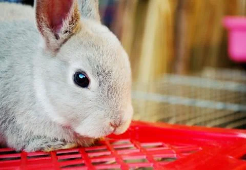 Gray bunny Foto stock