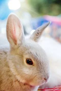 Gray bunny Stock Photos