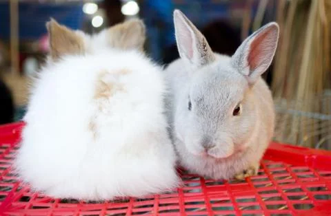 Gray bunny Foto stock