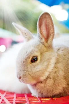 Gray bunny Stock Photos