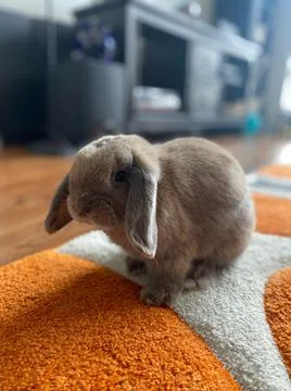 Gray Bunny Stock Photos