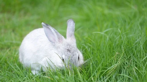 Gray bunny rabbit on grass background. Stock Footage 94335157