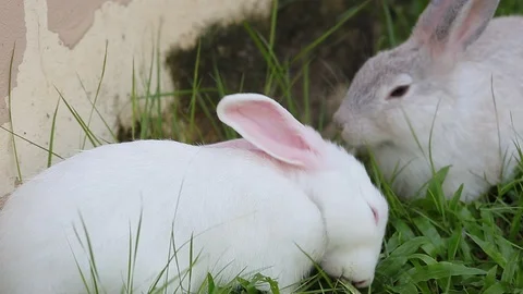 Gray bunny rabbit on grass background 04 Stock Footage 94335218