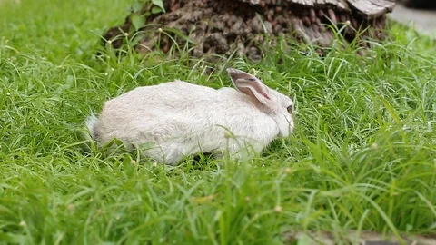 Gray bunny rabbit on grass background 07 Stock Footage 94335291