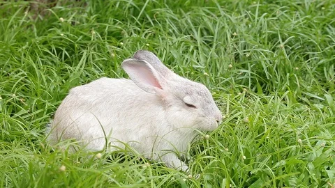 Gray bunny rabbit on grass background 13 Stock Footage 94335355