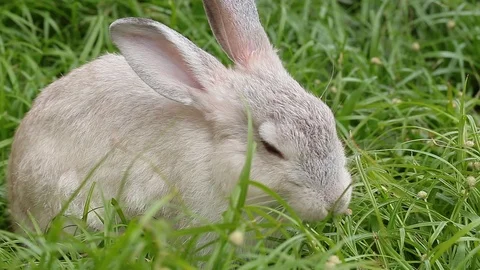 Gray bunny rabbit on grass background 10 Stock-Footage 94335388