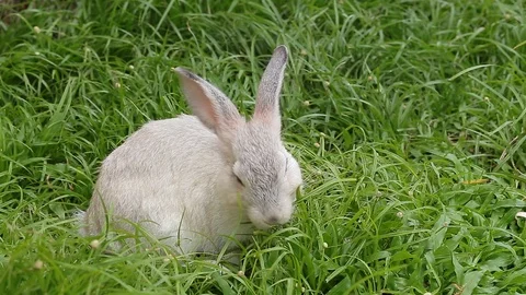 Gray bunny rabbit on grass background 16 Stock Footage 94335479
