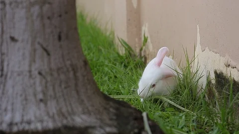 Gray bunny rabbit on grass background 02 Stock Footage 94335513