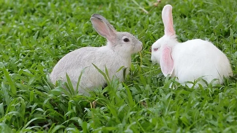 Gray bunny rabbit on grass background 05 Stock Footage 94335562