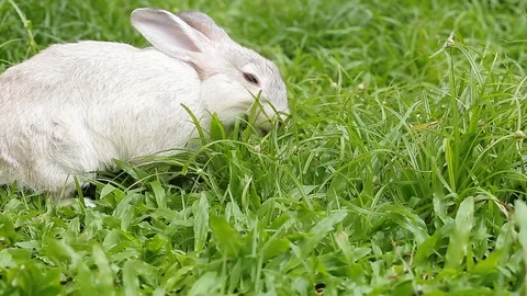 Gray bunny rabbit on grass background 08 Video stock 94335635