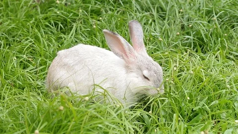 Gray bunny rabbit on grass background 11 Stock-Footage 94335674