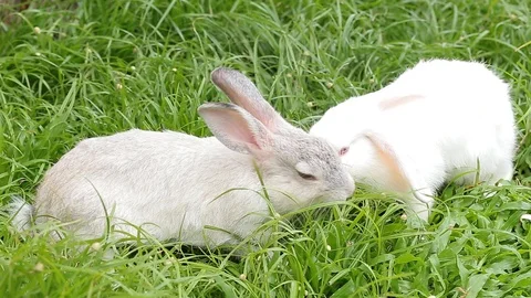 Gray bunny rabbit on grass background 14 Stock Footage 94335761