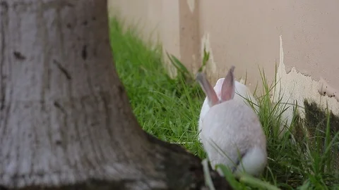 Gray bunny rabbit on grass background 03 Stock Footage 94335826