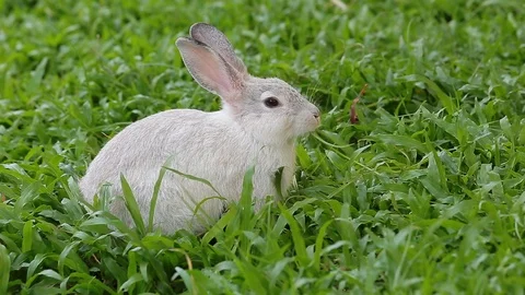 Gray bunny rabbit on grass background 06 Stock Footage 94335897