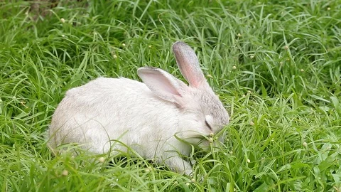 Gray bunny rabbit on grass background 12 스톡 동영상 94336115