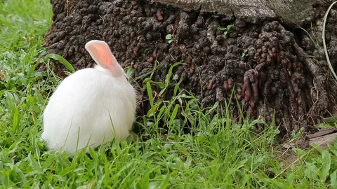 Gray bunny rabbit on grass background 18 Stock Footage 94336222