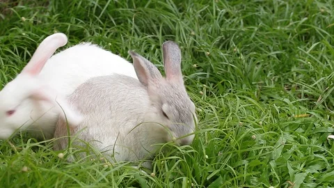Gray bunny rabbit on grass background 15 Stock Footage 94336441